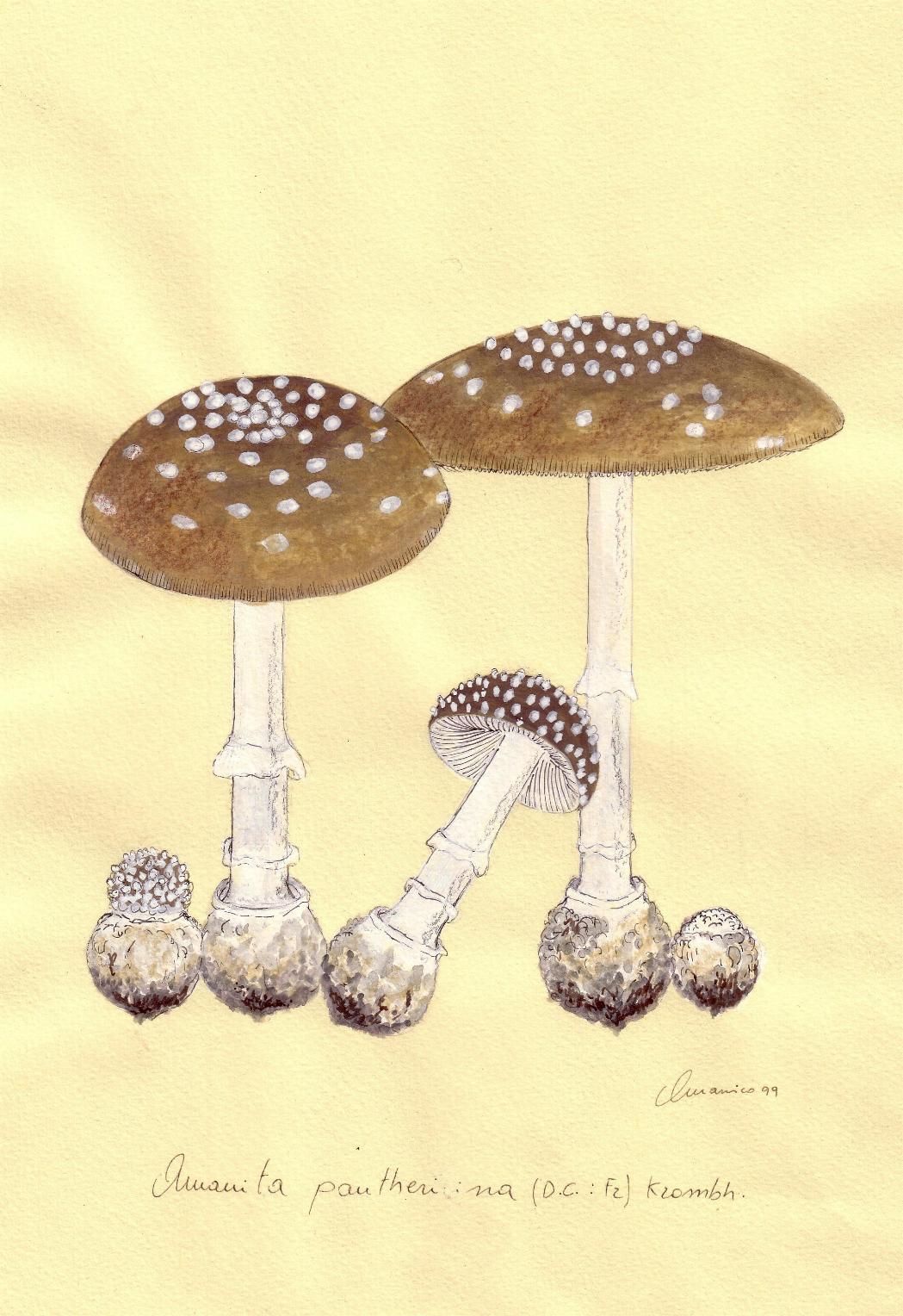 Amanita pantherina (DC.: Fr.) Krombholz